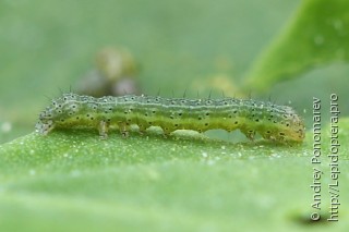 Anarta trifolii