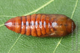 Anarta trifolii