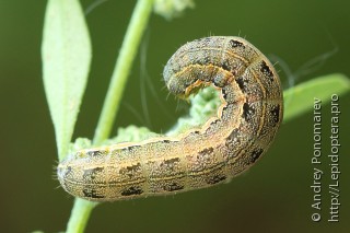 Anarta trifolii