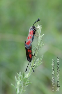 Zygaena loti