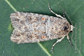 Spodoptera exigua