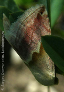 Eublemma rosea