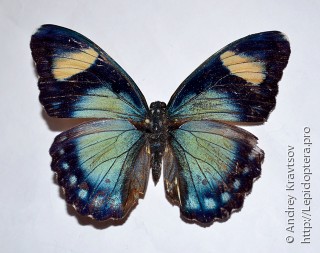 Самка  Euphaedra phaethusa