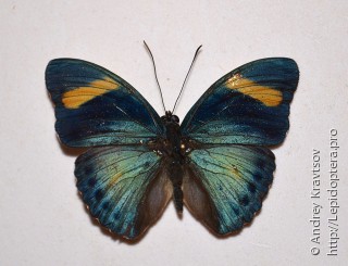 Euphaedra phaethusa