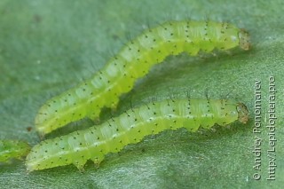 Plusia festucae