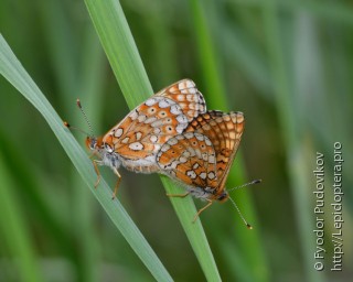 Euphydryas aurinia