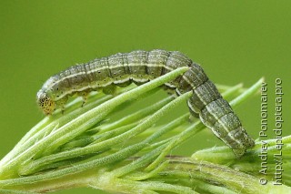 Heliothis ononis