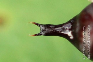 Brachionycha nubeculosa