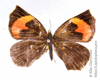 Pterodecta felderi