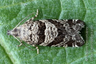 Rhopobota stagnana