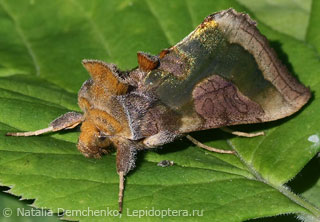 Diachrysia stenochrysis