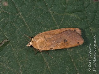 Noctua pronuba