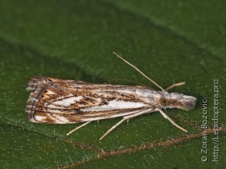 Catoptria falsella