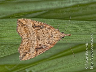 Hypena rostralis