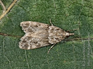 Eudonia mercurella