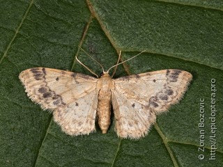 Idaea trigeminata