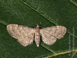 Имаго  Eupithecia haworthiata