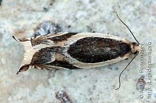 Ancylis badiana