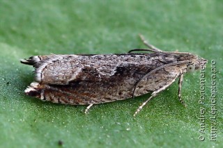 Ancylis geminana