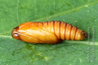 Epinotia nisella