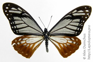 Имаго  Papilio agestor