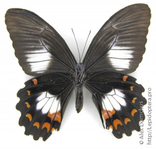 Papilio ambrax