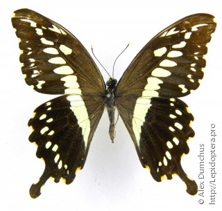 Имаго  Papilio constantinus