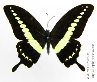 Имаго  Papilio demolion