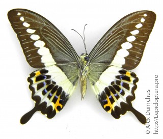 Имаго  Papilio demolion