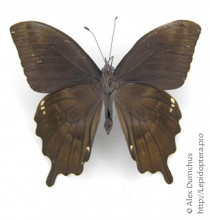 Имаго  Papilio epiphorbas