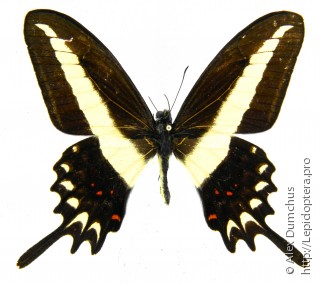 Имаго  Papilio hectorides
