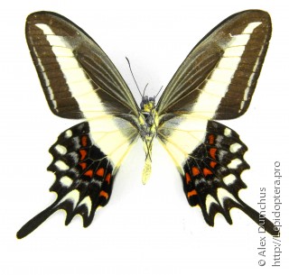 Имаго  Papilio hectorides