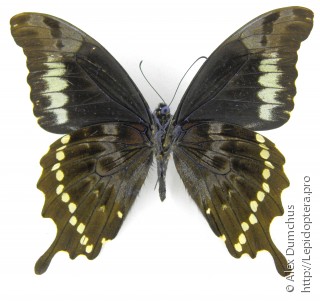 Имаго  Papilio hornimani