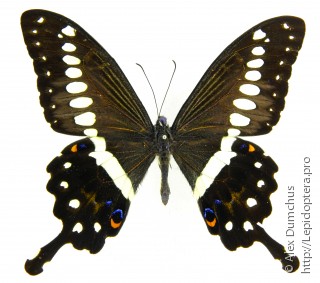 Имаго  Papilio lormieri