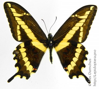 Имаго  Papilio paeon