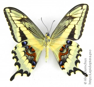 Имаго  Papilio paeon