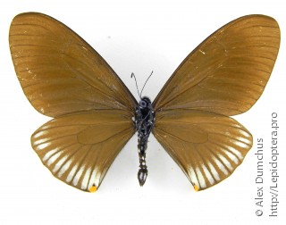 Papilio slateri