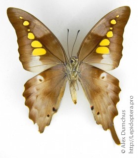 Graphium empedovana