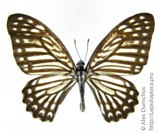 Graphium stratocles