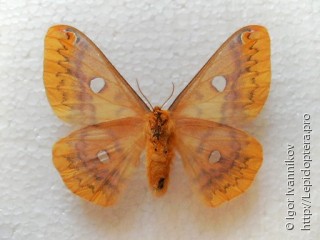 Самка  Rhodinia fugax
