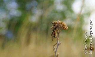 Bembecia ichneumoniformis