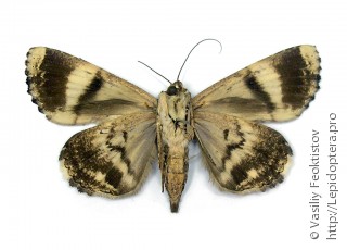 Ercheia pulchrivenula