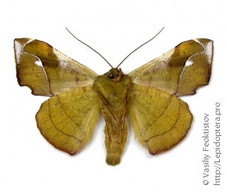 Fascellina punctata