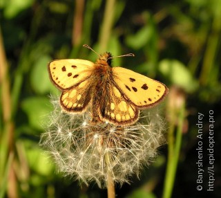 Carterocephalus silvicola