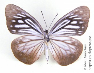 Самка  Pareronia anais