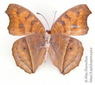 Junonia almana