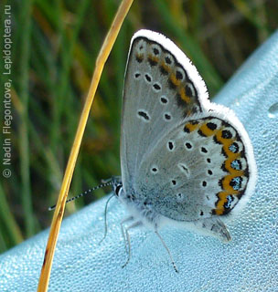 Plebejus idas