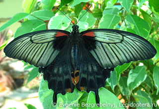 Имаго  Papilio memnon