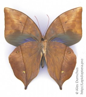 Zeuxidia doubledayi