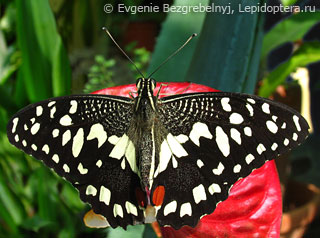 Имаго  Papilio demodocus